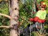 What is the Difference Between Tree Pruning and Tree Lopping?