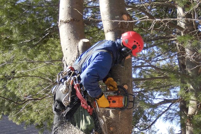 What Are The Benefits of Hiring Professional Tree Removal Company?