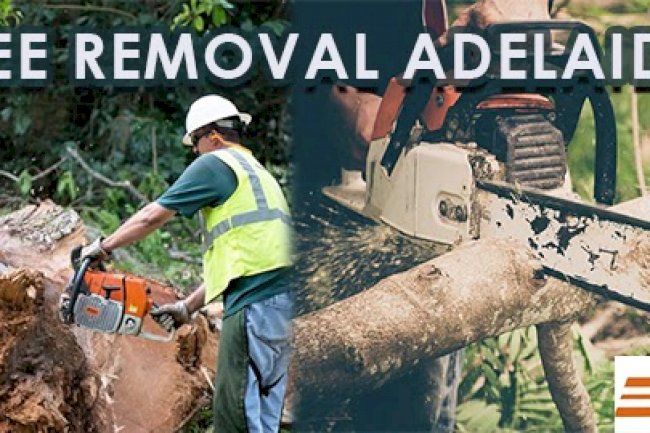 Benefits To Hire Professional For Stump Removal and Tree Removal Service