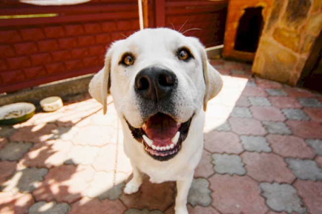 Hemp Cbd For Dogs – How And Why It Works