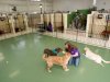 7 Things You Should Know About Dog Boarding Requirements