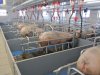Feeding Systems for Swine