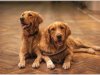 Training Your Canine Companion to Assist with Household Cleanliness