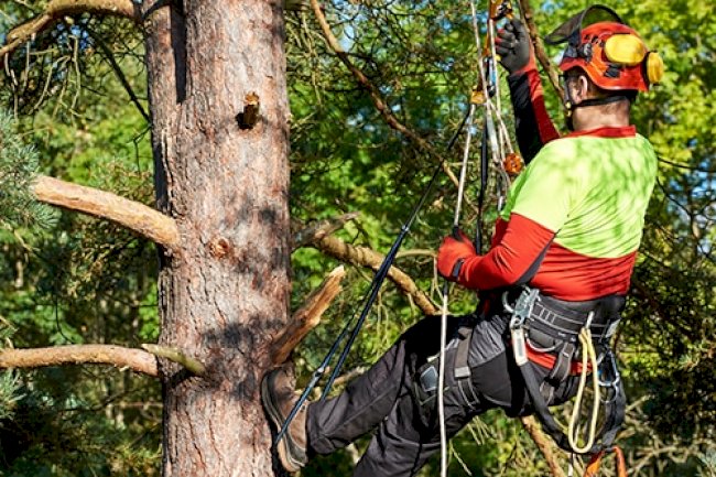 What is the Difference Between Tree Pruning and Tree Lopping?