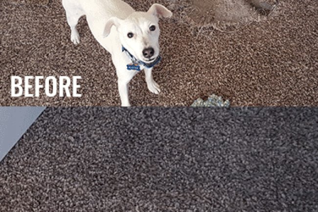 Pet Damage Carpet Repair in Sunshine Coast