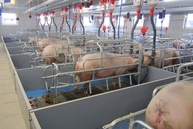 Feeding Systems for Swine
