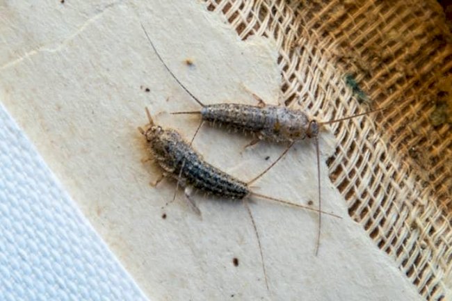 Top 5 Reasons to Hire Professional Silverfish Removal Services