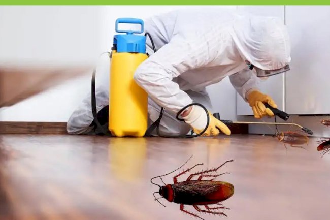 Natural Pest Control Methods for a Healthier Home