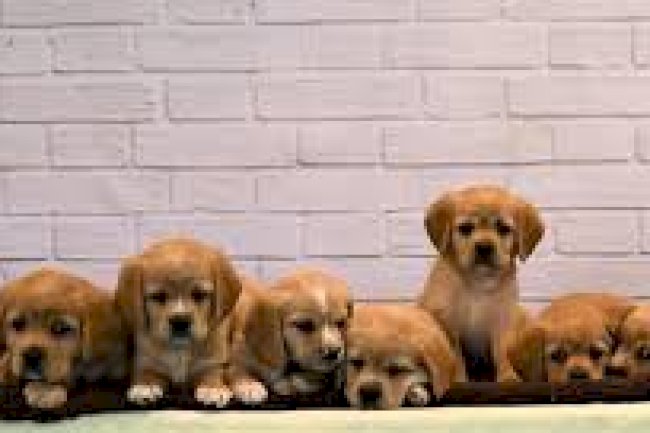 Spanador Training Tips: Setting Your Puppy Up for Success