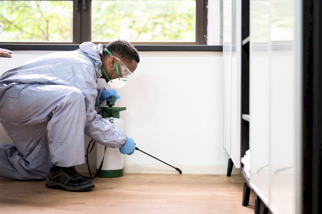Pest Control Perth: Keeping Your Home Safe and Comfortable
