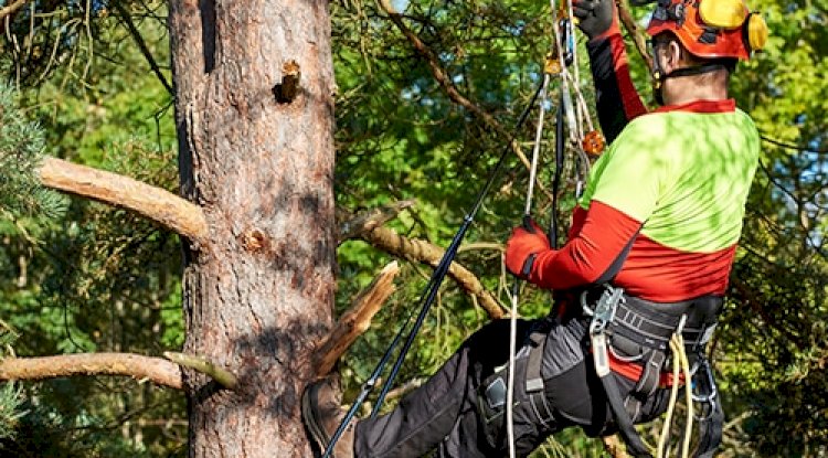 What is the Difference Between Tree Pruning and Tree Lopping?