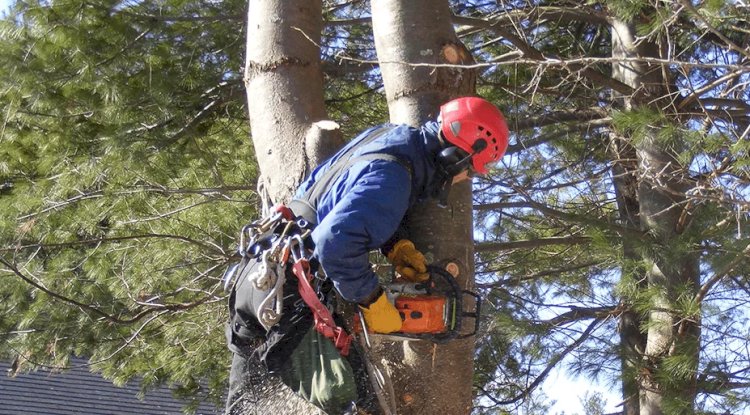 What Are The Benefits of Hiring Professional Tree Removal Company?