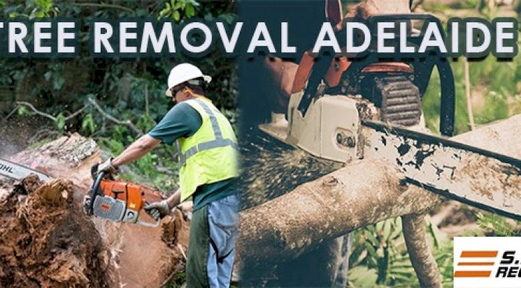 Benefits To Hire Professional For Stump Removal and Tree Removal Service