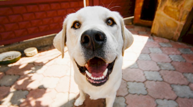 Hemp Cbd For Dogs – How And Why It Works