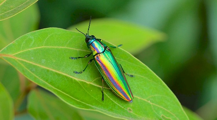 8 Organic DIY Insecticides to Free your Garden of Pests