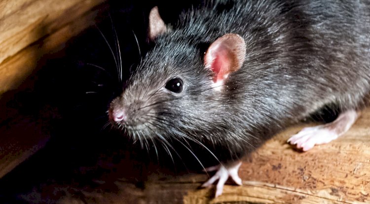 What Attracts to Rats in Your House.