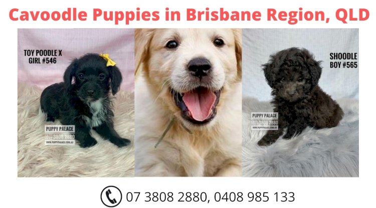 Buy Cavoodle Puppies in Brisbane Region, QLD - Puppy Palace