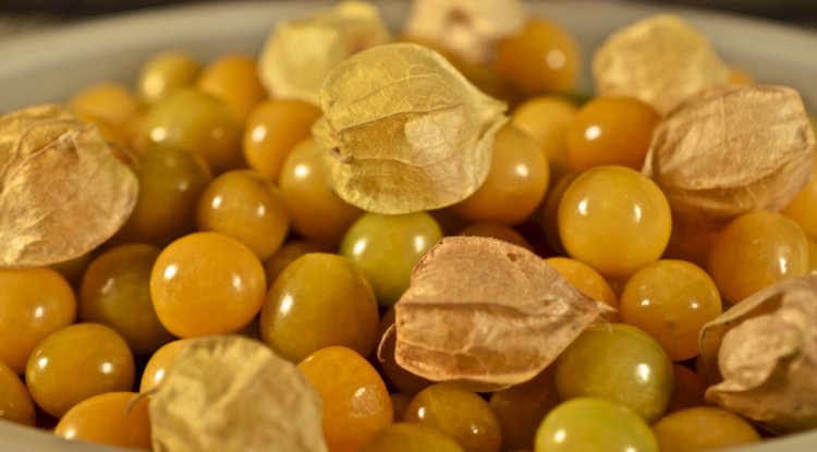 Benefits Of Cut Leaf Ground Cherry For health