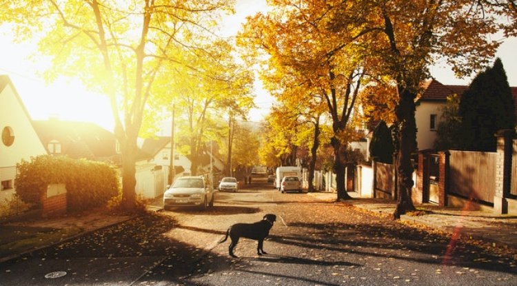 Benefits of living in the suburbs