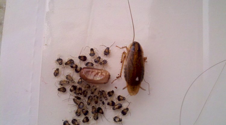 What Are The Best Pest Preventive Measures?