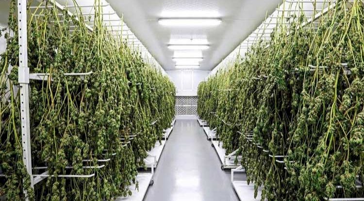 HOW TO PROPERLY INFUSE A WISCONSIN HEMP FLOWER