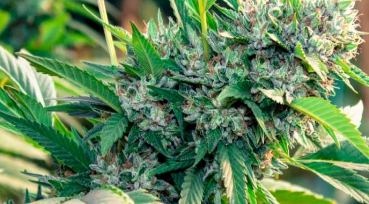 BEST AUTOFLOWERING STRAINS FOR SLEEPING
