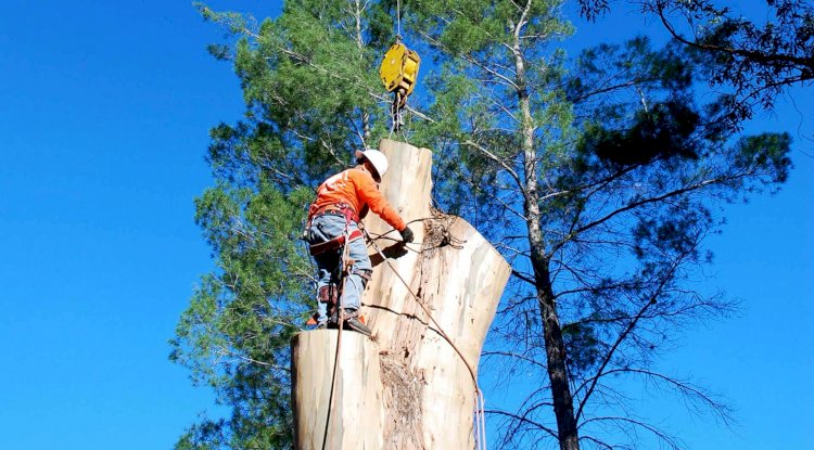 Is an Overgrown Tree a Danger to You and Your Neighbours?