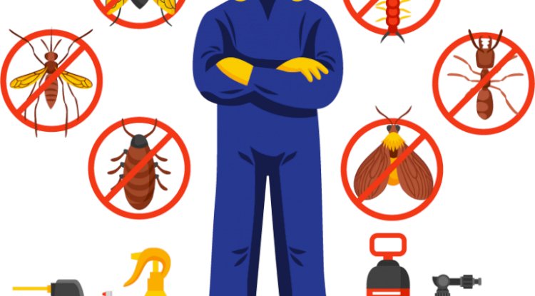 Various Types Of Harmful Pests In The House