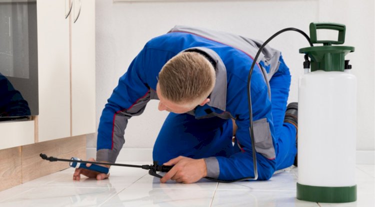 Why Is Important To Choose Organic Pest Control Services