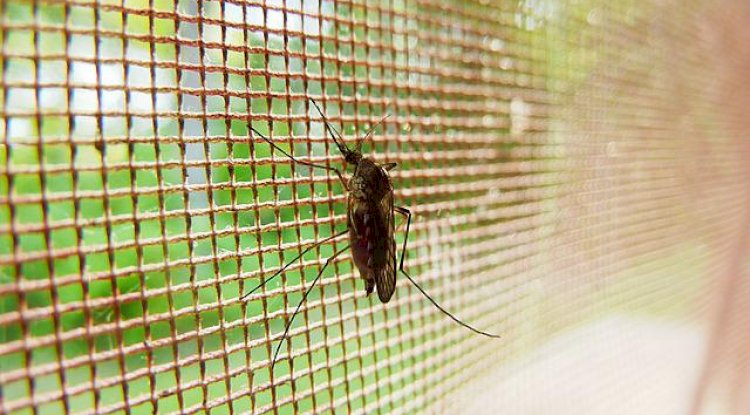 How Can You Keep Mosquitoes Away From You And Your Home?
