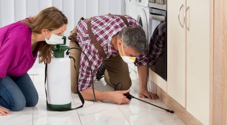 The Ultimate Cheat Sheet On Pest Control