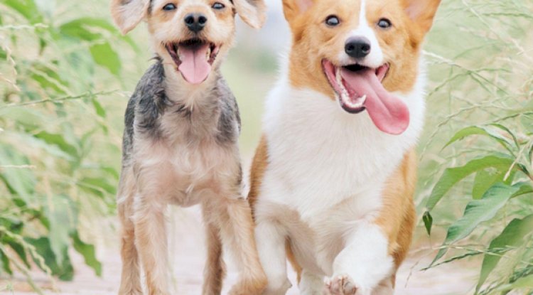 8 Ways to Get Involved with Pet Owners in Your City