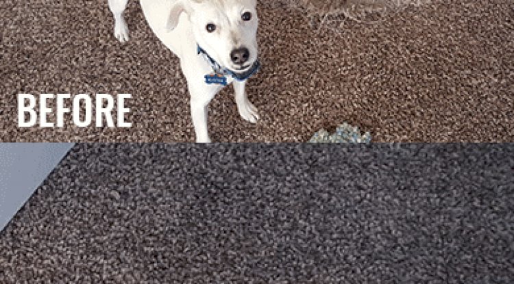 Pet Damage Carpet Repair in Sunshine Coast