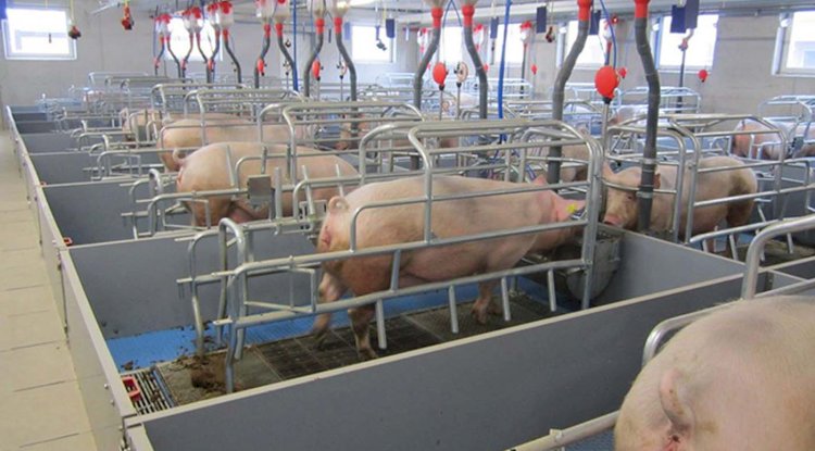 Feeding Systems for Swine