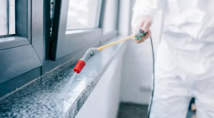DIY Pest Control Vs. Hiring A Pest Control Company: What’s The Difference?