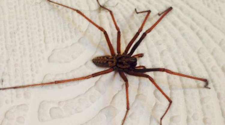 What Is The Best Way To Control Spiders?