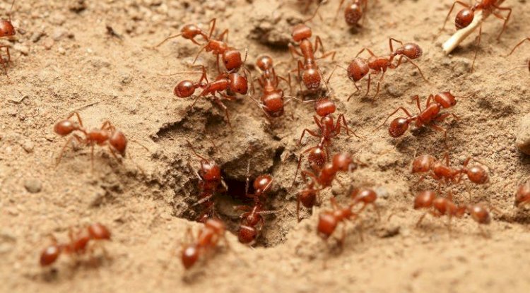 Reasons For The Continuous Infestation Of Ants In Your Homes