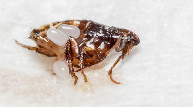 Fumigation: Everything You Need To Know About Flea Elimination At Your Home