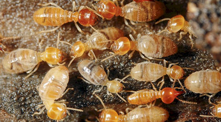 How To Get Rid Of The Termite Problem At Home