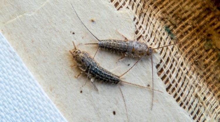 Top 5 Reasons to Hire Professional Silverfish Removal Services