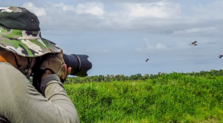 Birding Tasmania - Top Bird Watching Spots and Endemic Species