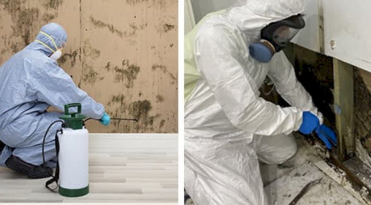 Get to Know The Types Of Mould Cleaning Service 