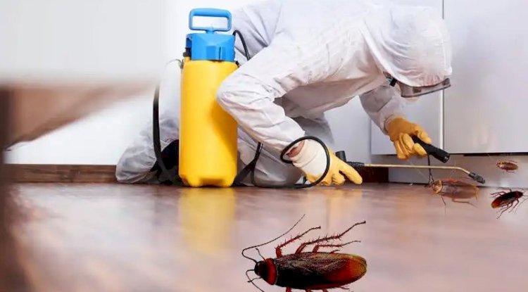 Natural Pest Control Methods for a Healthier Home