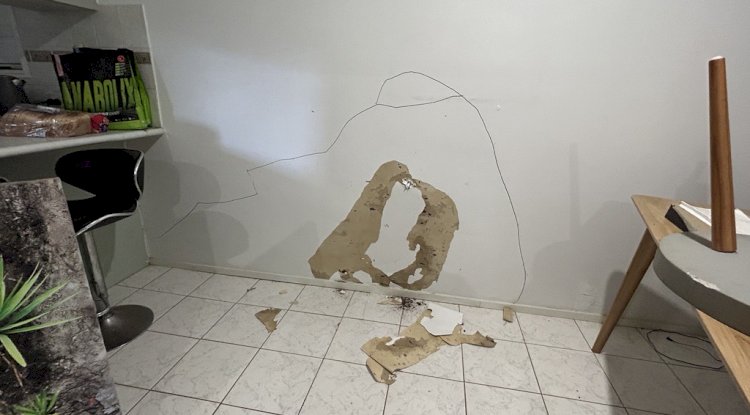 Pest Control Adelaide: Ensuring a Pest-Free Environment All Year Round