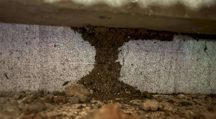 Pest Control Brisbane: Protecting Your Property from Unwanted Invaders