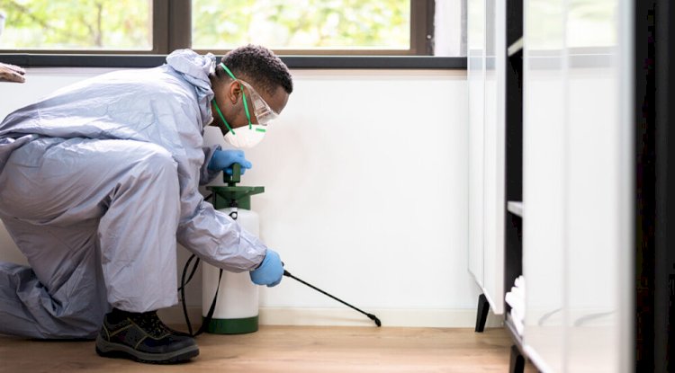 Pest Control Perth: Keeping Your Home Safe and Comfortable