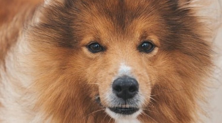 Common Pet Health Myths Debunked