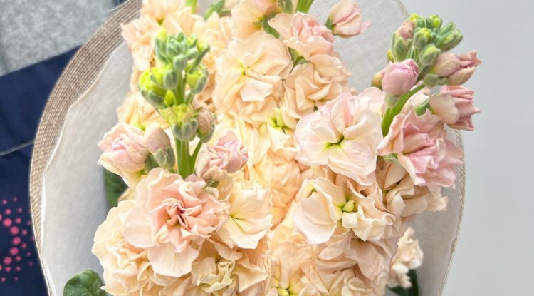 Rose Delivery Melbourne