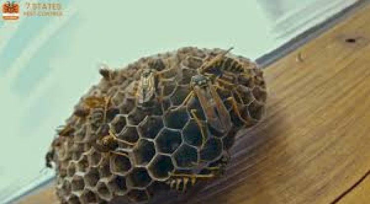 Effective Wasp Control in Melbourne – Stay Safe with Expert Help