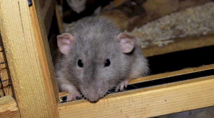 Rodent Control Sydney: Reclaiming Your Space